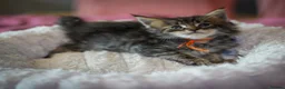 Maine Coon cats for sale: Gorgeous full breed Mainecoon kittens ready July  - Advert 14