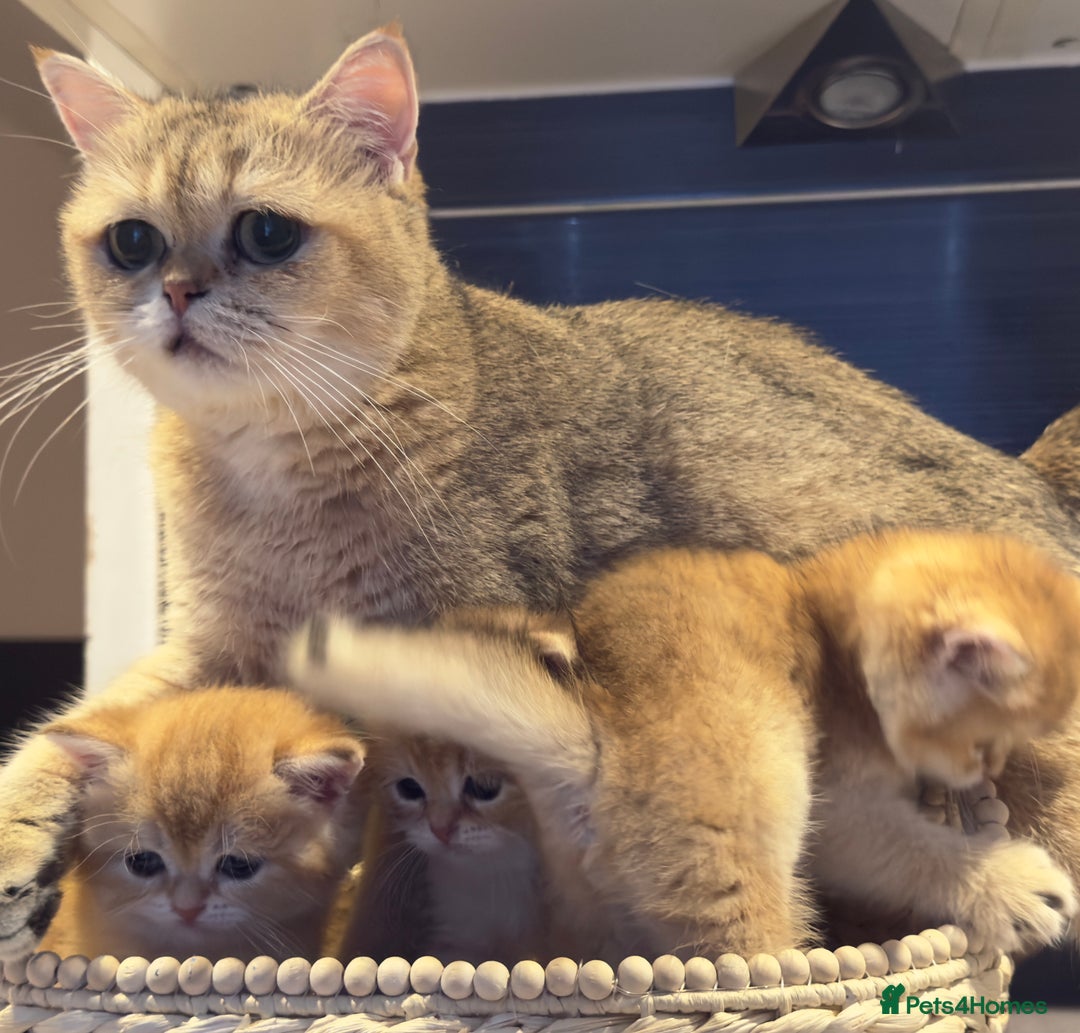British Shorthair cats for sale: Top Quality golden BSH babies  - Image 5