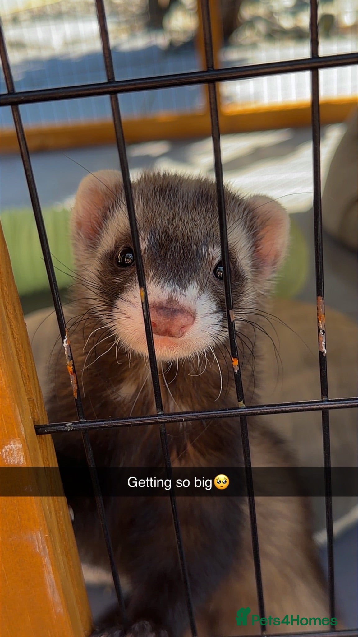 Ferret rodents 2 male ferrets - Advert 1