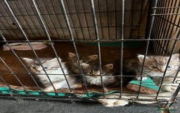 Maine Coon cats for sale: Maine coon kittens  - Image 8