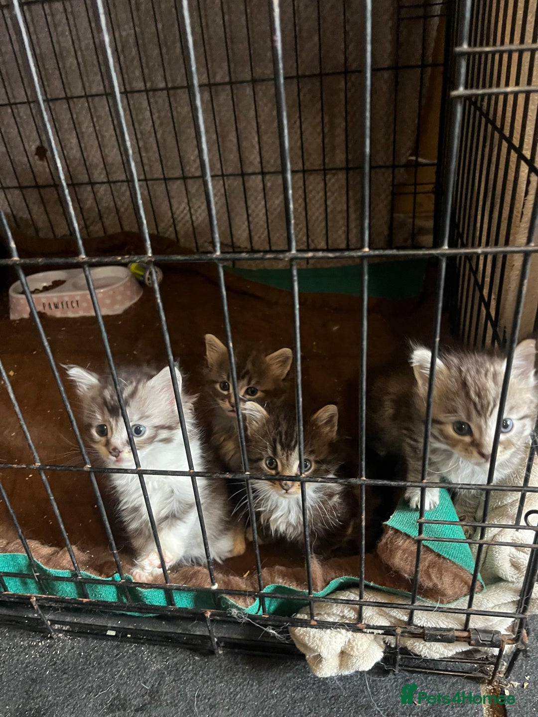 Maine Coon cats for sale: Maine coon kittens  - Image 8
