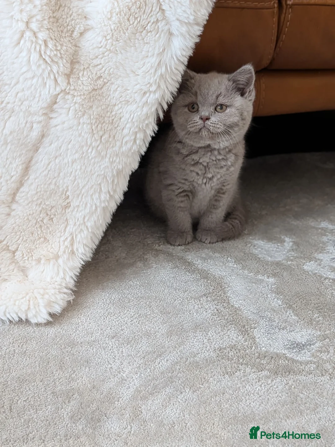 British Shorthair cats for sale: GCCF Registered Kittens  - Advert 2
