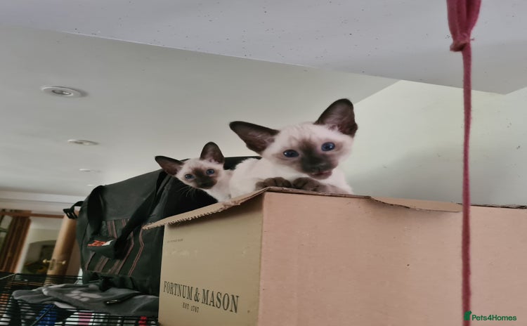 Siamese cats - Advert 3