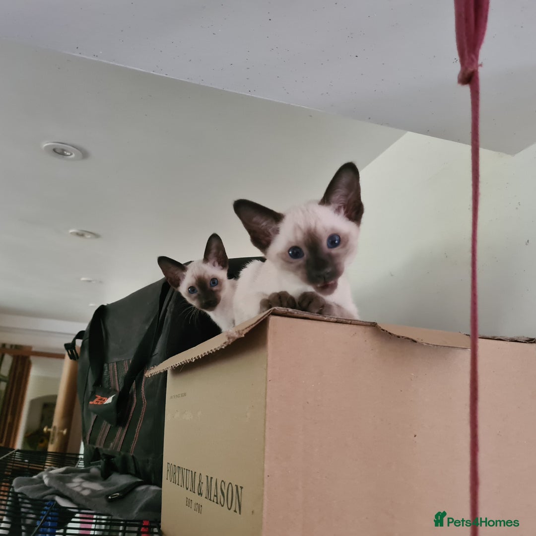 Siamese cats for sale: Traditional Siamese - Image 1