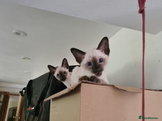 Siamese cats - Advert 34