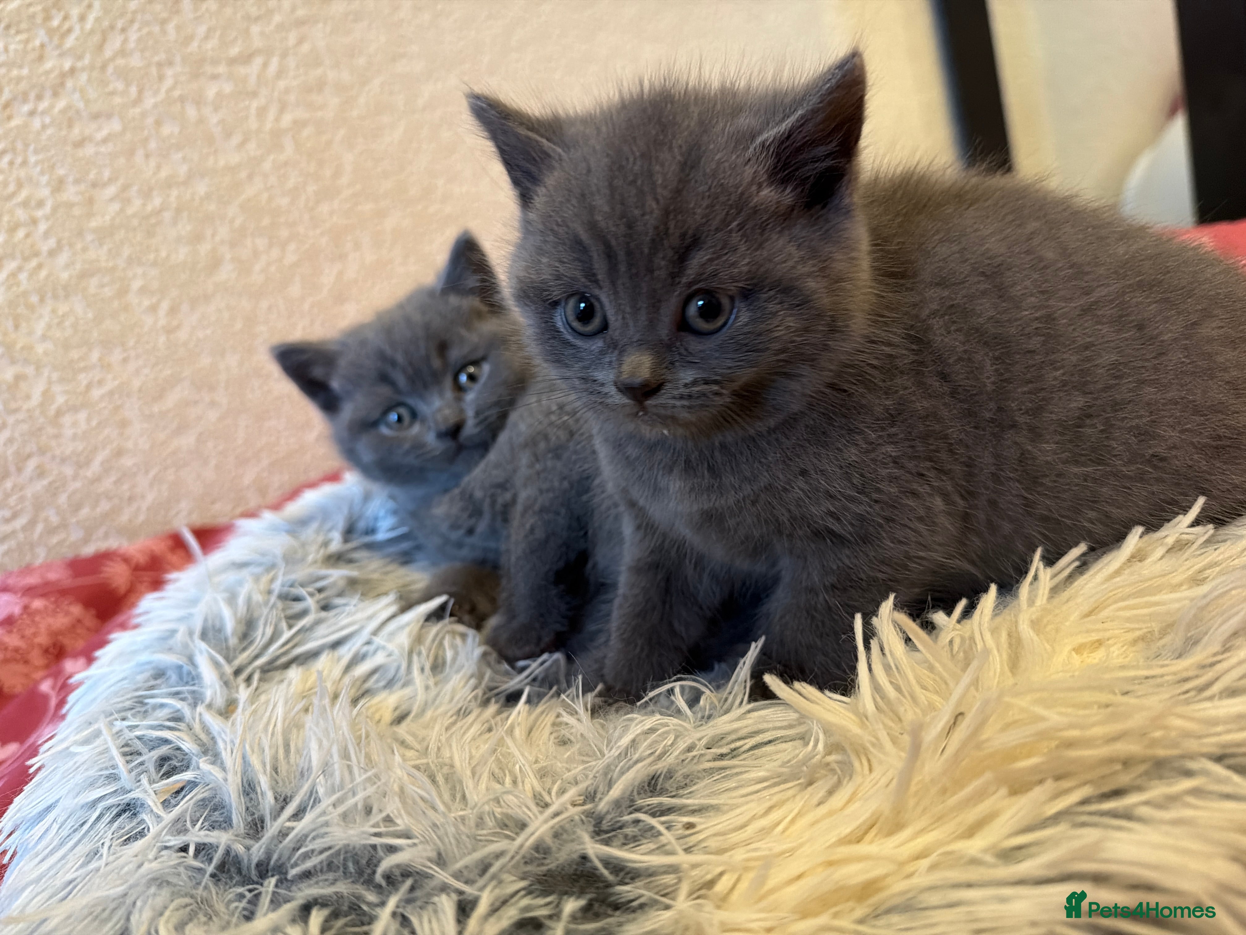 British Shorthair cats Beautiful British short hair kittens  - Advert 1
