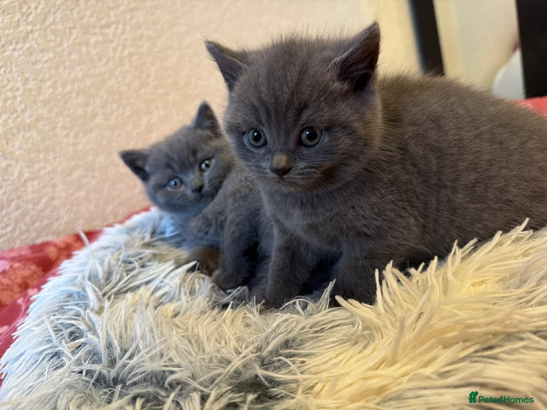 British Shorthair cats for sale: Beautiful British short hair kittens  - Advert 1