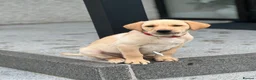 Labrador Retriever dogs for sale: 2 male Labradors - Advert 9