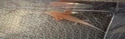 Axolotl reptiles for sale: Axolotl Babies - only 3 left!  - Advert 8