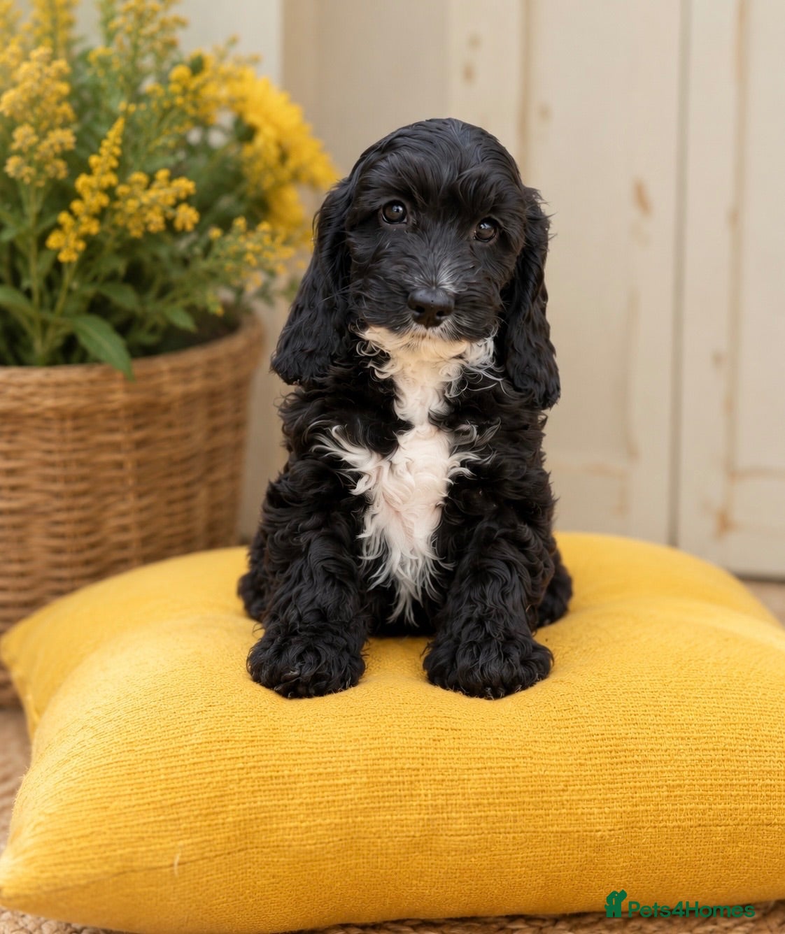 Cockapoo dogs F1 stunning cockapoos  - Advert 1
