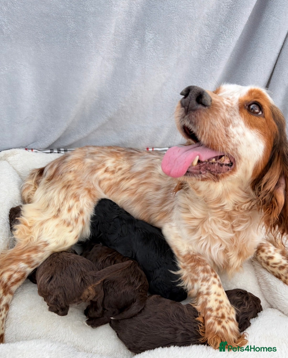 Cockapoo dogs F1 COCKERPOO PUPPIES   - Advert 2