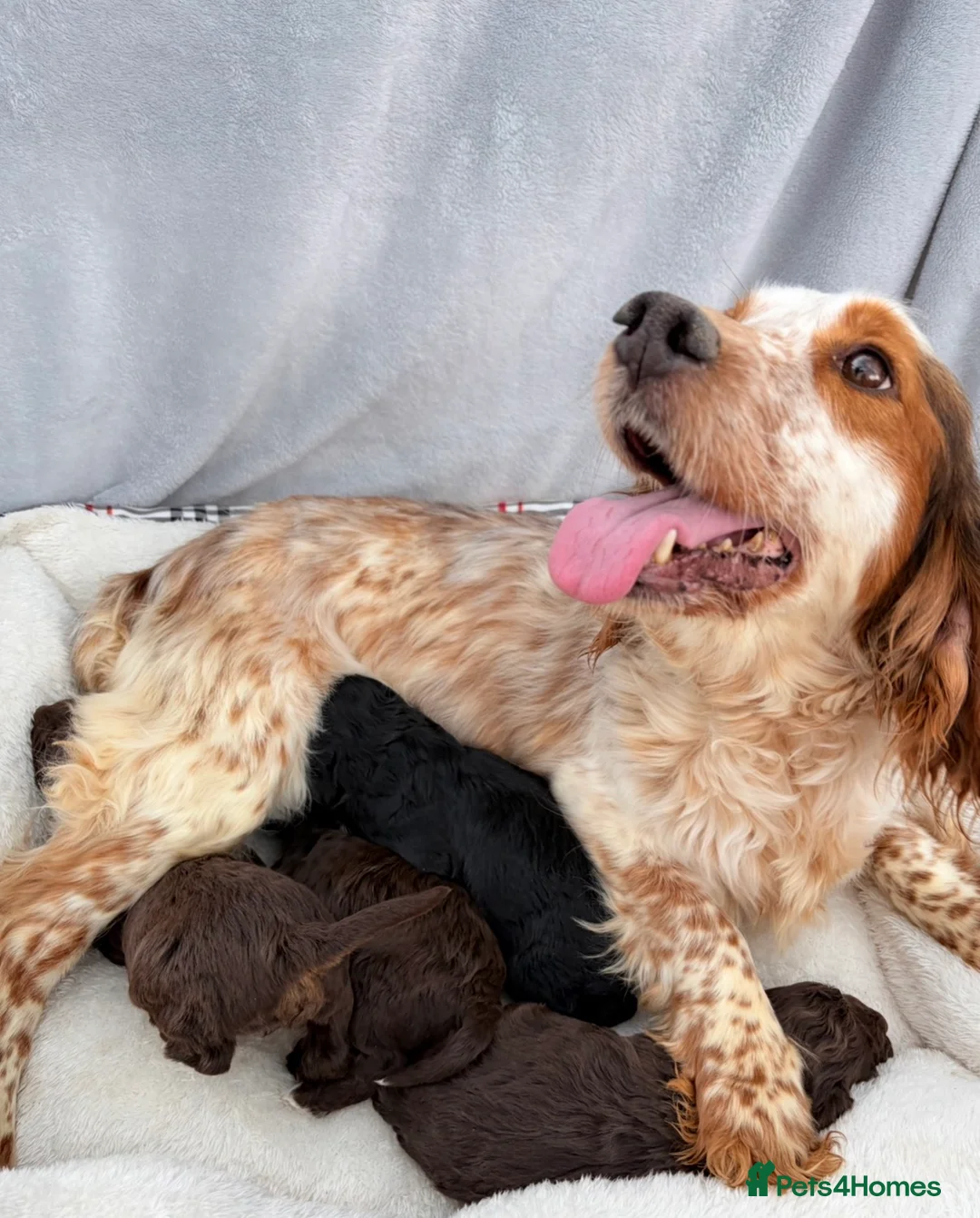 Cockapoo dogs for sale: F1 COCKERPOO PUPPIES   - Advert 2