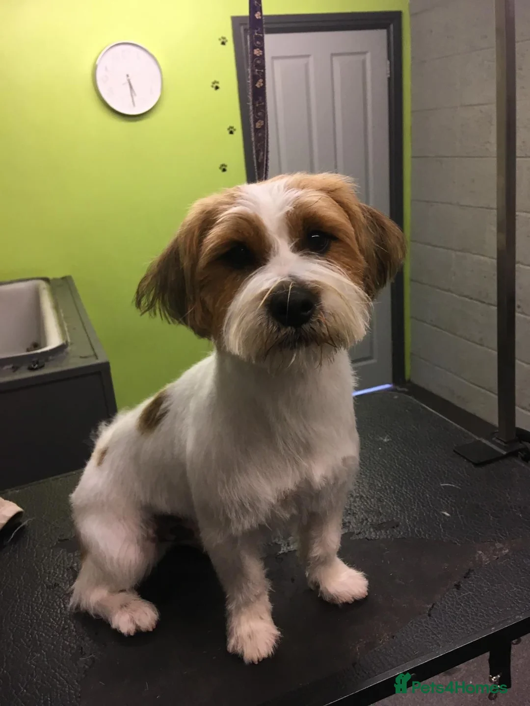 Mixed Breed dogs for sale: Jack Russell x Shih Tzu  - Advert 6