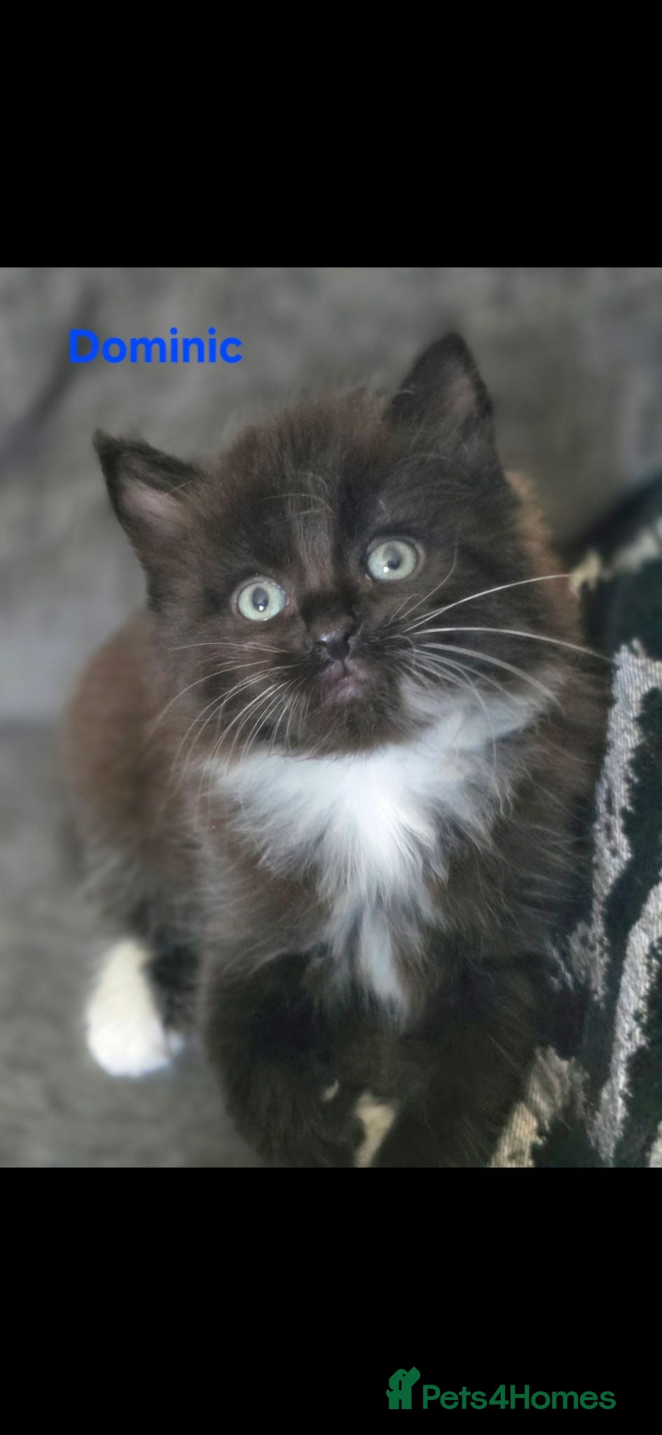 Mixed Breed cats 2 males left from litter of 5 - Advert 4