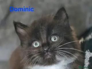 Mixed Breed cats 2 males left from litter of 5 - Advert 4