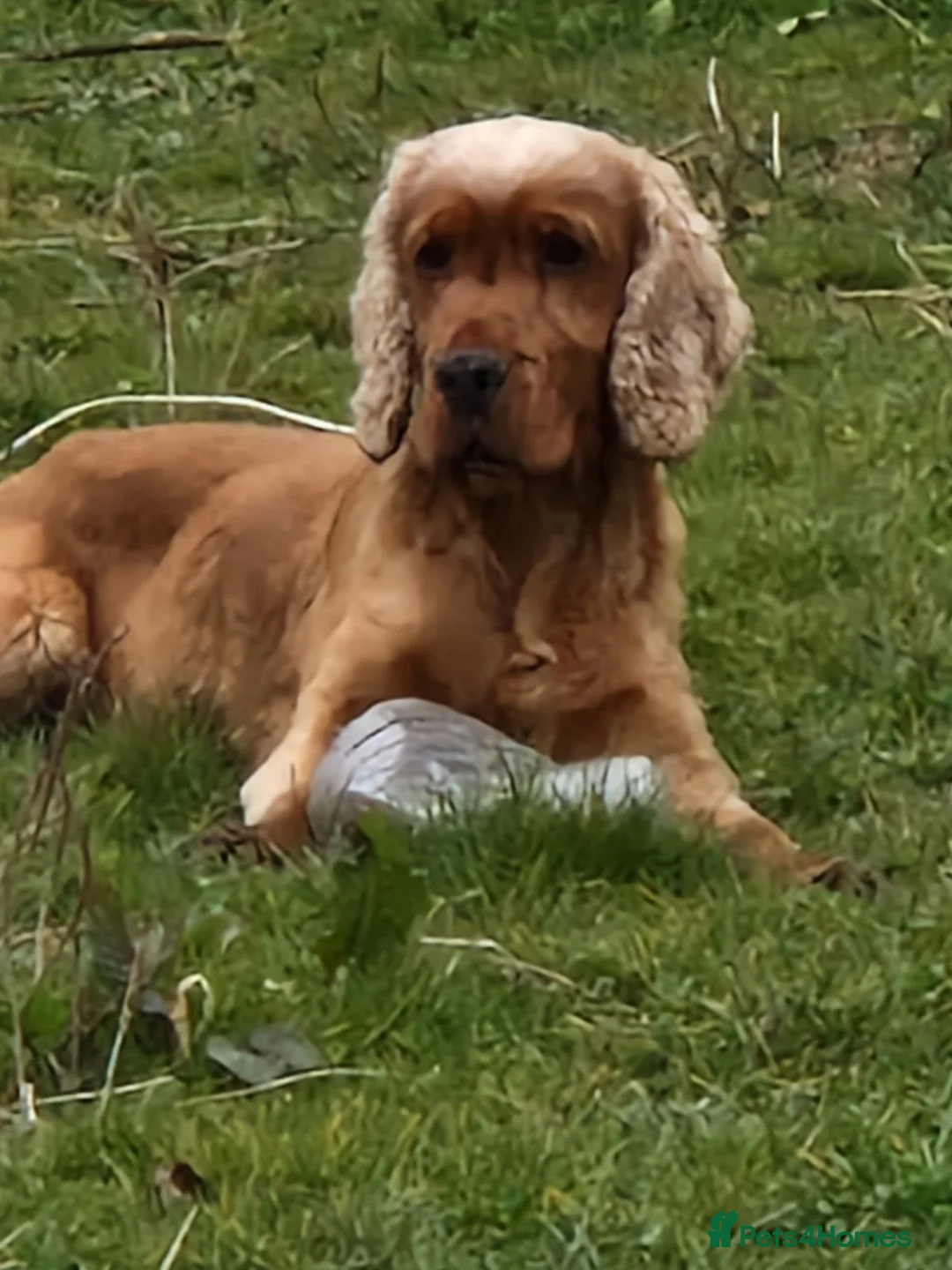 Cocker Spaniel dogs for stud: Golden Show Type Cocker for Stud in Shildon - Advert 3