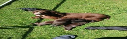 Mixed Breed dogs for sale: 3/4 cocker 1/4 whippet in Leominster - Advert 1