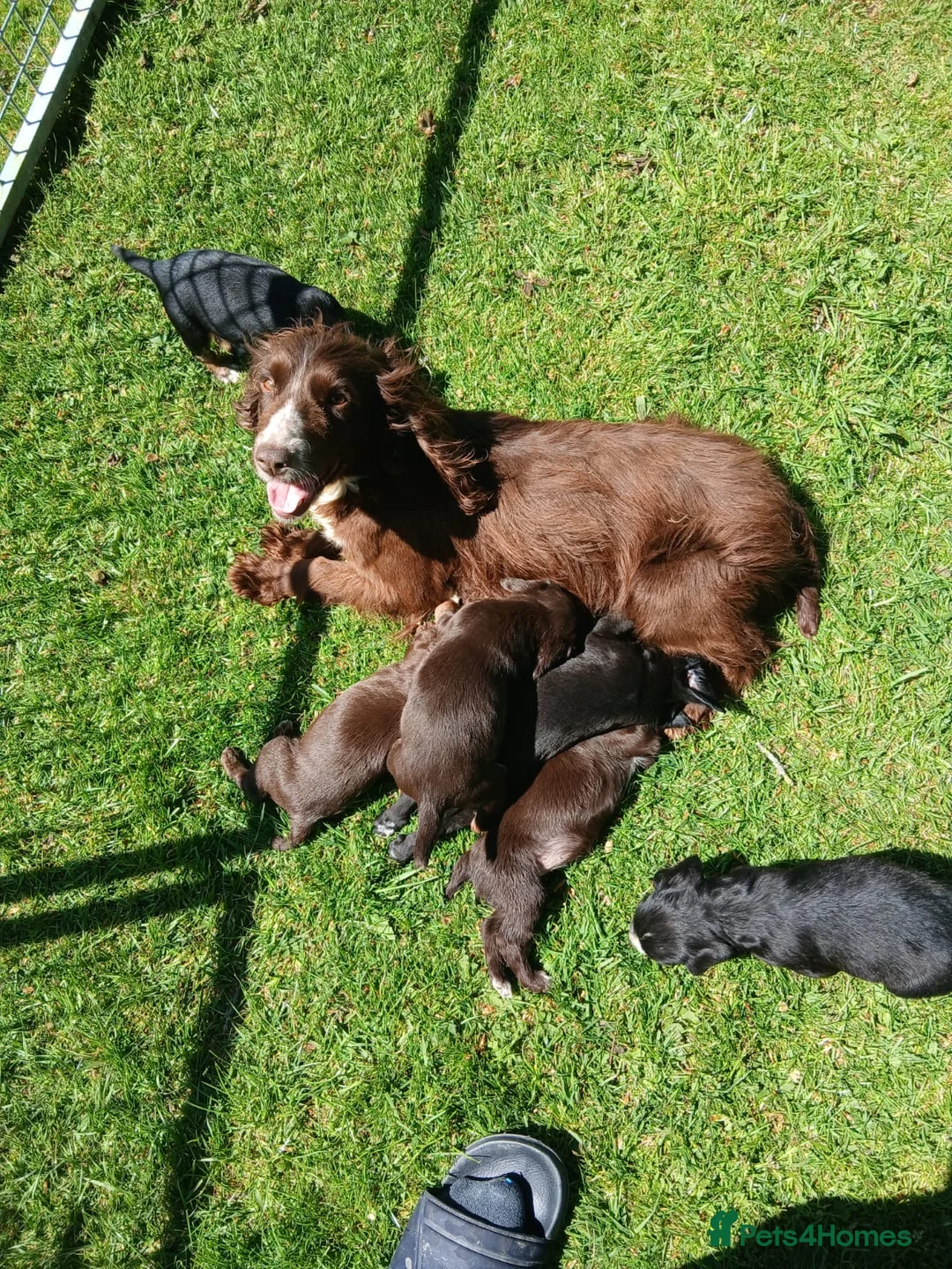 Mixed Breed dogs for sale: 3/4 cocker 1/4 whippet in Leominster - Advert 1