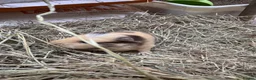 Guinea Pig rodents for sale: 6 beautiful guinea pigs very friendly - Advert 7