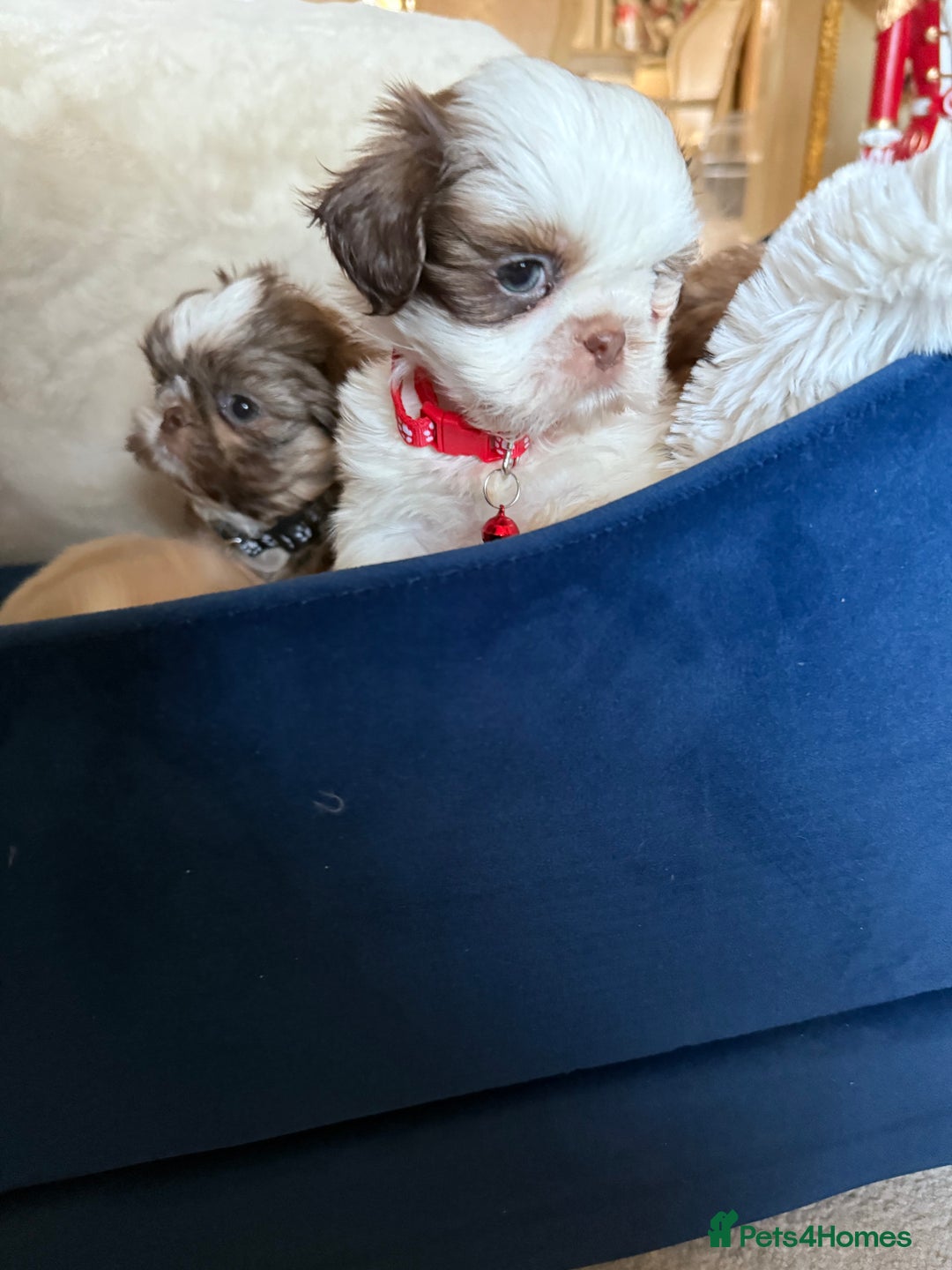 Shih Tzu dogs for sale: IMRERIAL SHIHTZU PUPPIES - Advert 18