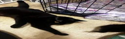 Domestic Shorthair cats for sale: Adorable kittens for sale in Newhaven - Advert 10