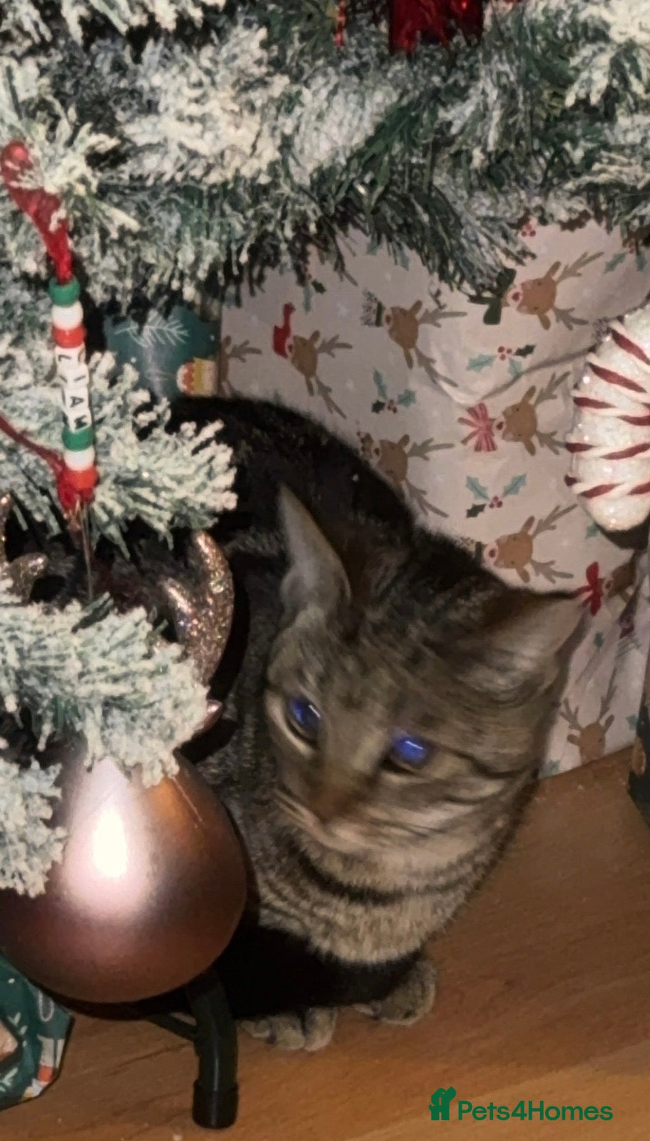 Bengal cats Bengal cat - Advert 2