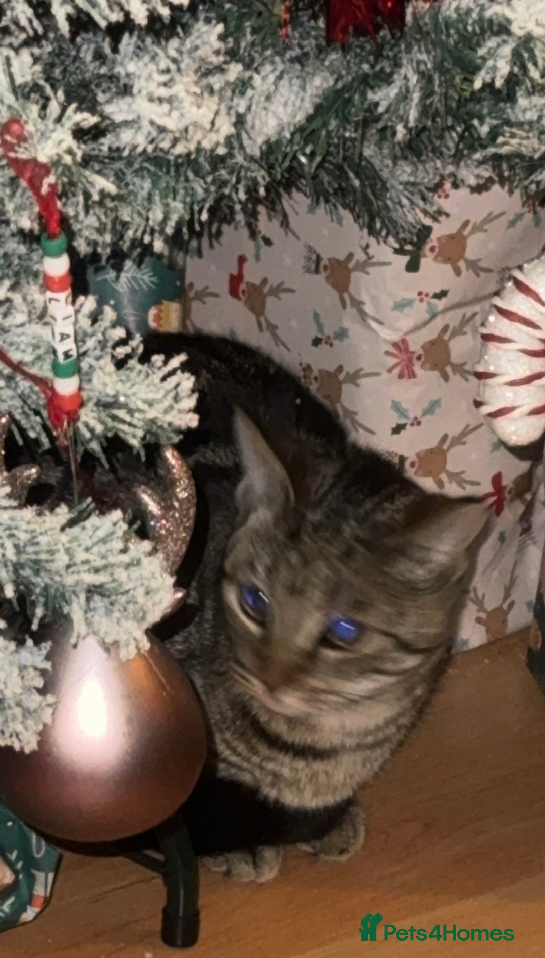 Bengal cats for sale: Bengal cat - Advert 1