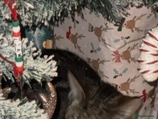 Bengal cats Bengal cat - Advert 2