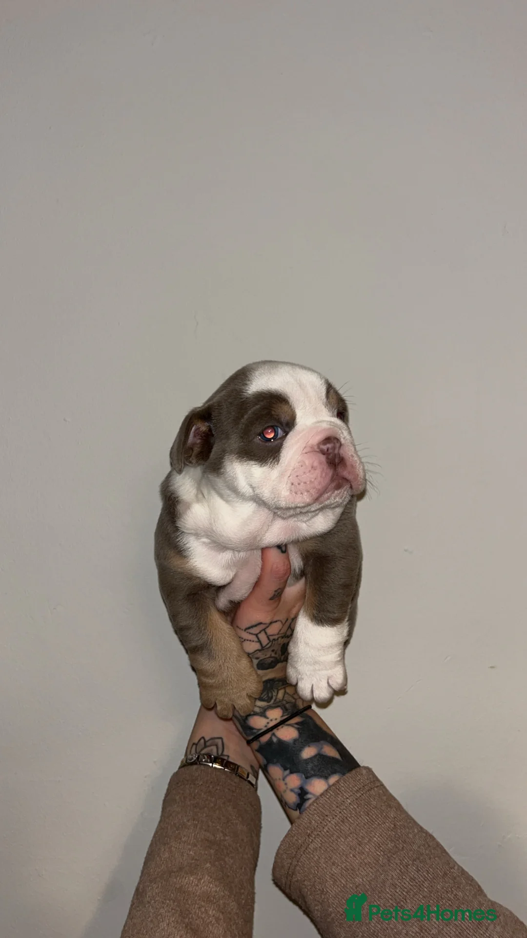 English Bulldog dogs for sale: Lovely chunky girl  - Advert 4