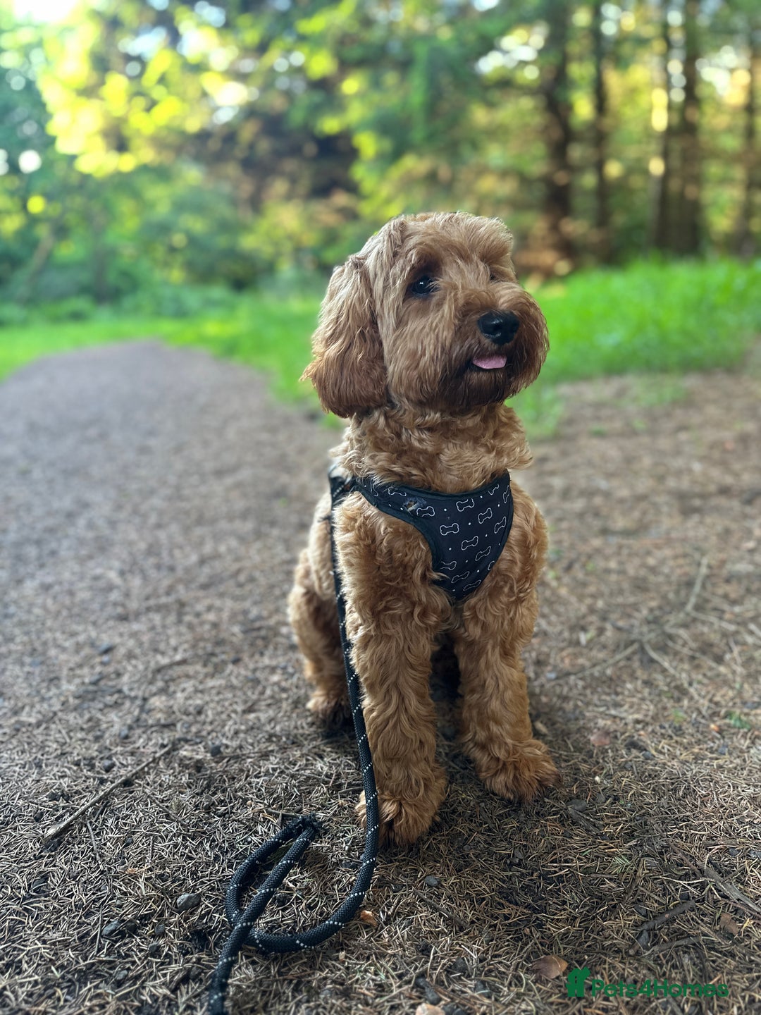 Cockapoo dogs for stud: Bear – DNA Tested Cockapoo Stud (Poodle-Dominant) - Advert 29