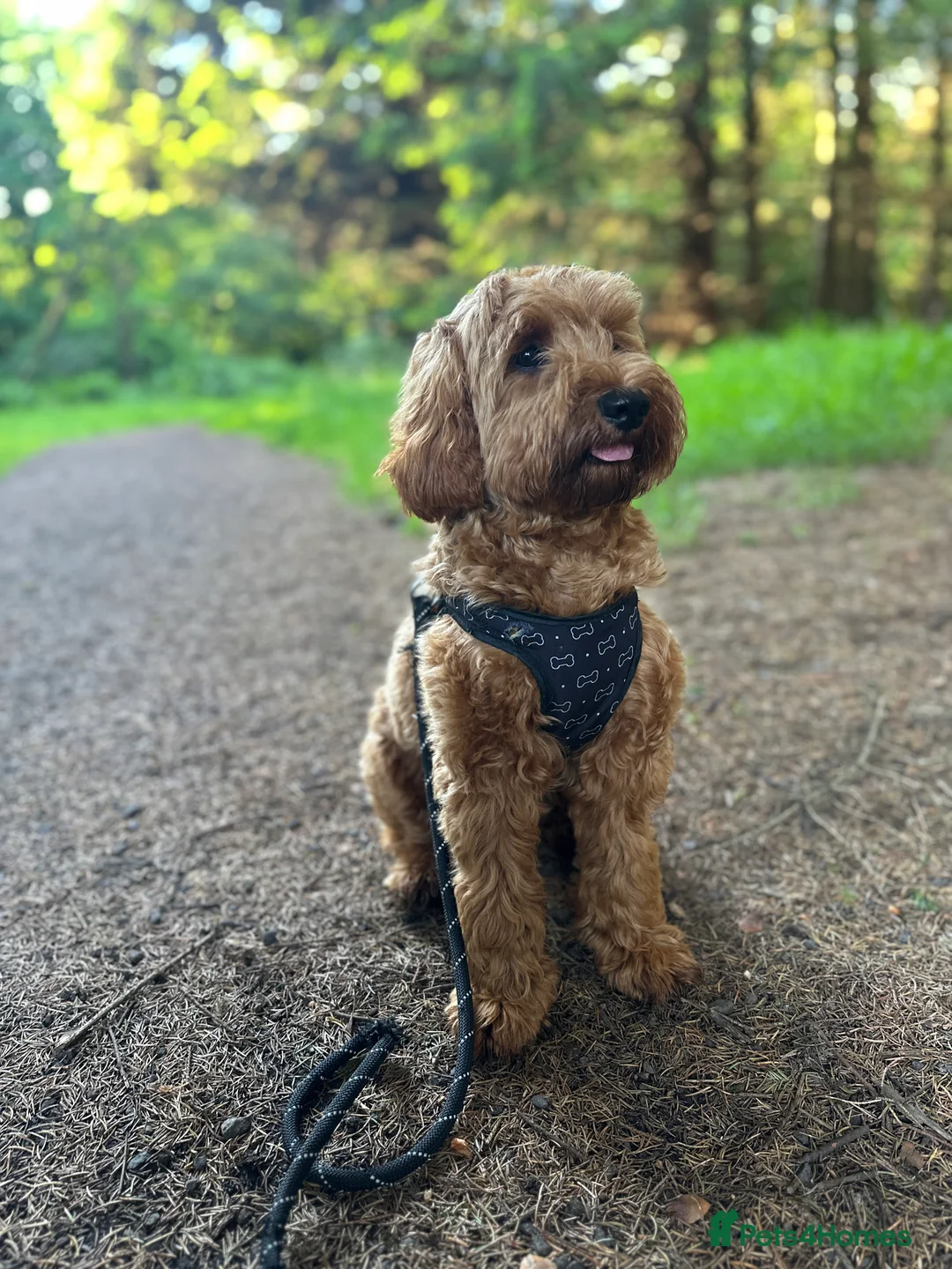 Cockapoo dogs for stud: STUD - DNA Tested Cockapoo (Poodle-Dominant) - Advert 30