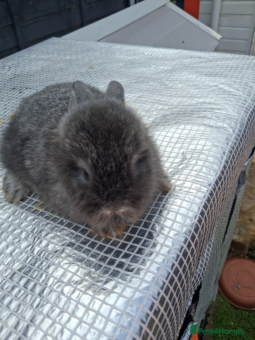Lionhead rabbits for sale: lionhead bunnies  - Image 5