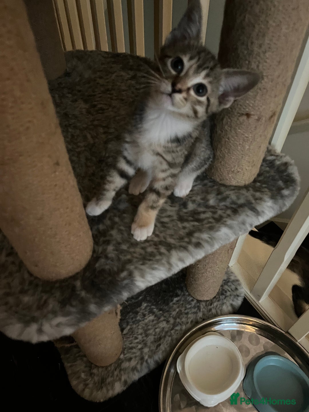 Mixed Breed cats for sale: Adorable kittens ready for loving homes! - Image 29