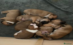 Staffordshire Bull Terrier dogs for sale: Stunning Red Staffy puppies KC top bloodlines - Image 30