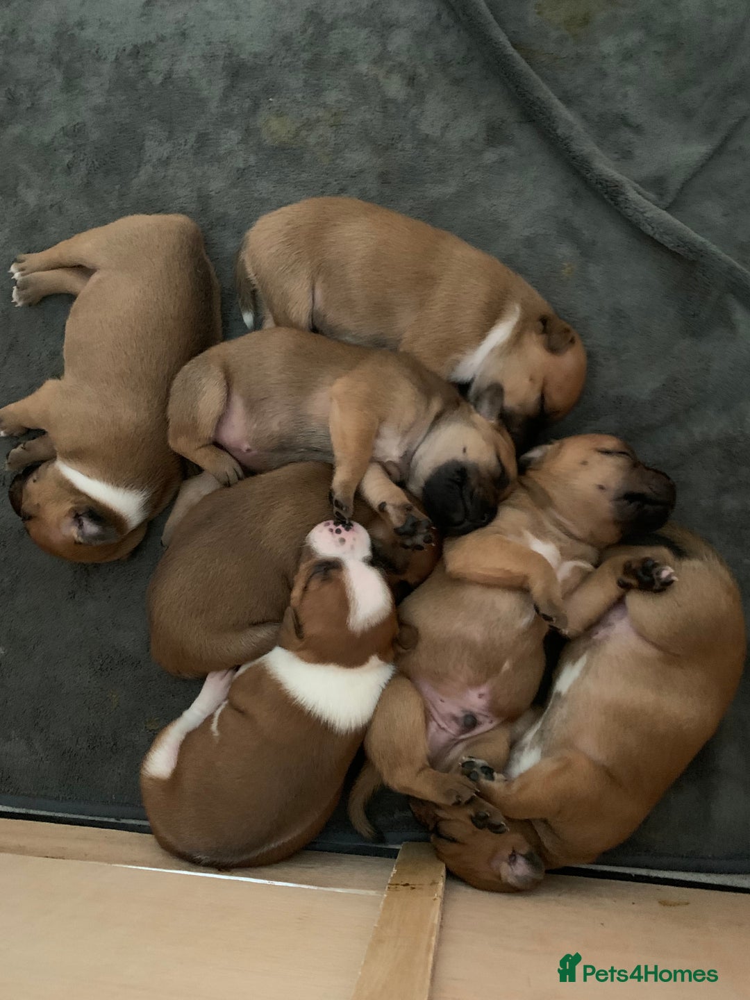 Staffordshire Bull Terrier dogs for sale: Stunning Red Staffy puppies KC top bloodlines - Image 30