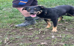 Mixed Breed dogs for adoption: Teya - Norwich Norfolk  - Image 8