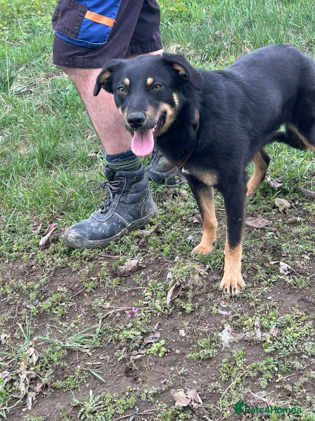 Mixed Breed dogs for adoption: Teya - Norwich Norfolk  - Image 8