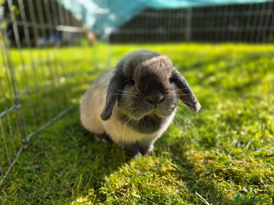 Mini Lop rabbits for sale: Adult mini lops  - Advert 2
