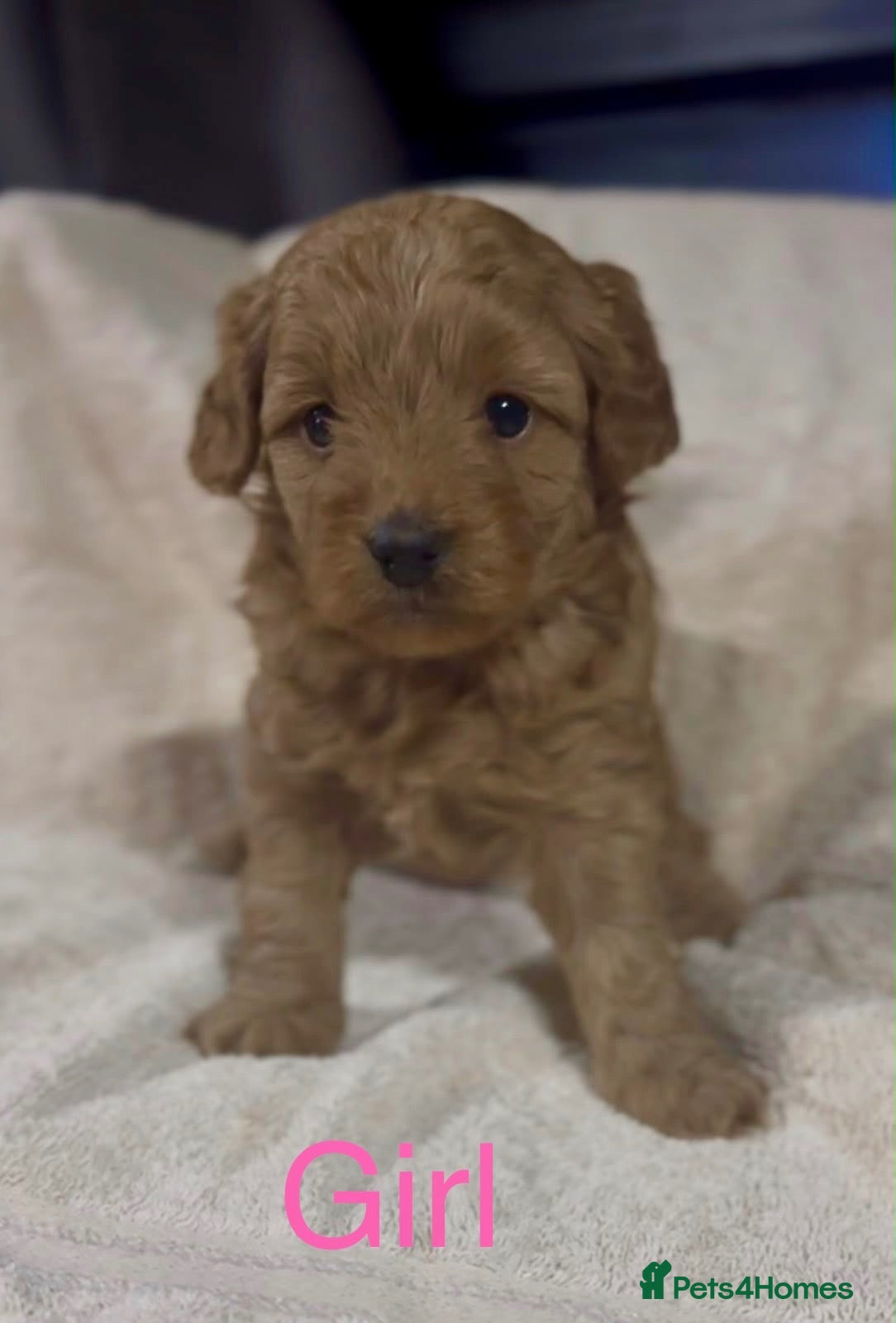 Shihpoo dogs Beautiful Shihpoo puppies - Advert 1