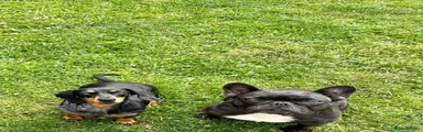 French bulldog & miniature dachshund 