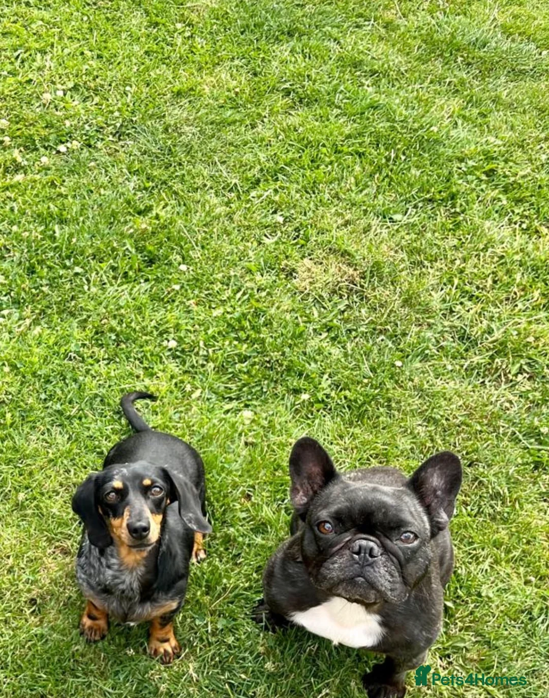 Mixed Breed dogs for sale: Miniature dachshund & French bulldog for rehoming  - Advert 4