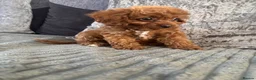 Cavapoo dogs for sale: 1 Stunning Redfox F1B teddy toy cavapoo available  - Advert 8
