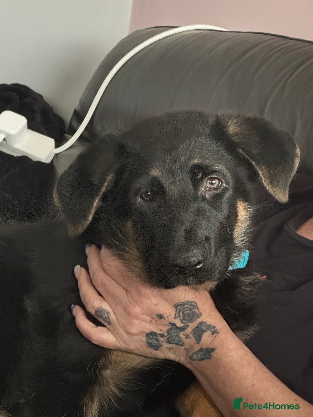 German Shepherd dogs for sale: Male German shepherd  - Image 4