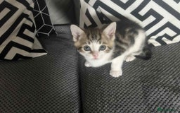 Mixed Breed cats for sale: Bengal/Maine Coone Cross - Image 3
