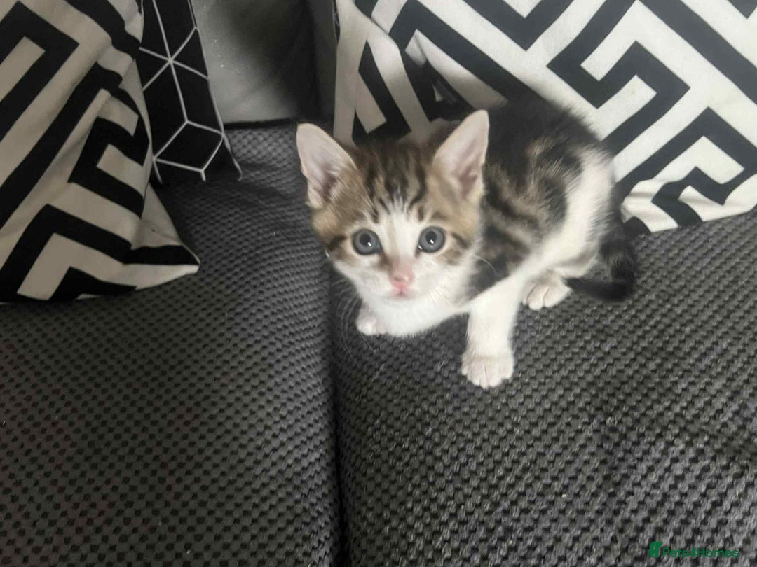 Mixed Breed cats for sale: Bengal/Maine Coone Cross - Image 3