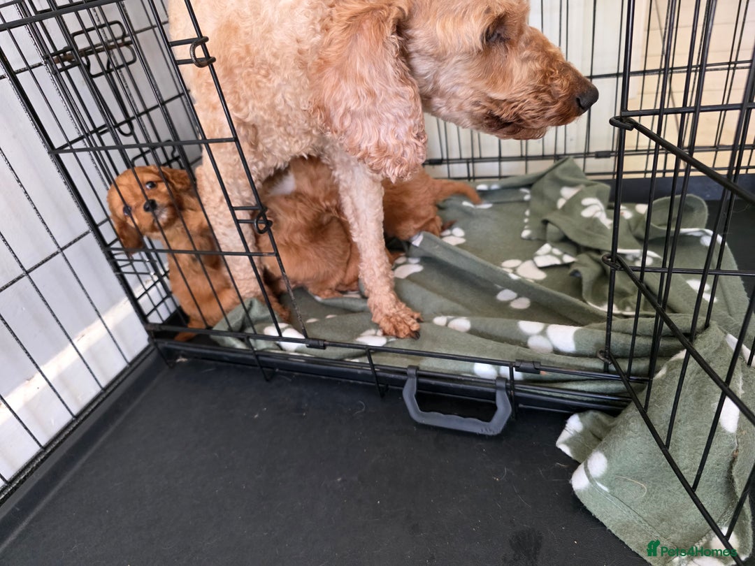 Cavapoo dogs for sale: F1 cavapoos  - Image 16