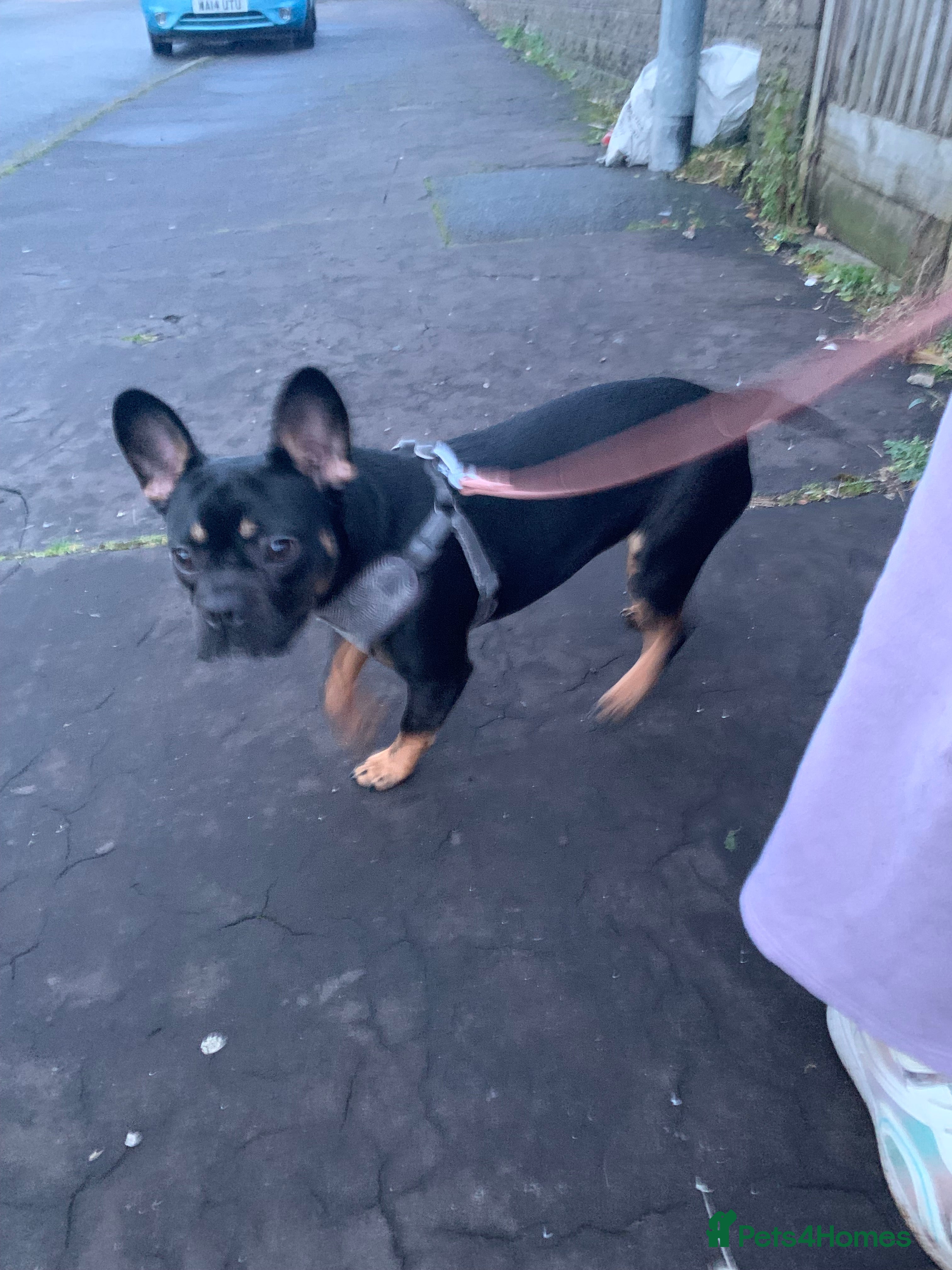 Mixed Breed dogs Energetic little lady - Advert 1