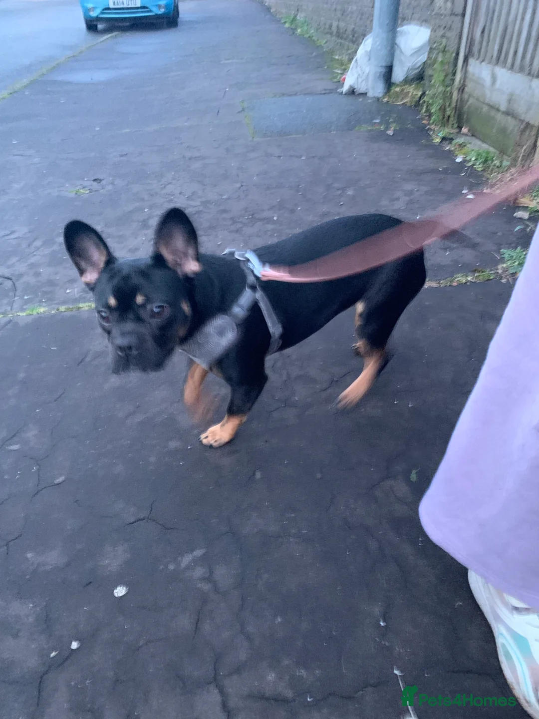 Mixed Breed dogs for sale: Energetic little lady - Advert 1