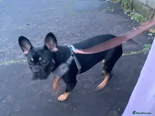 Mixed Breed dogs Energetic little lady - Advert 1