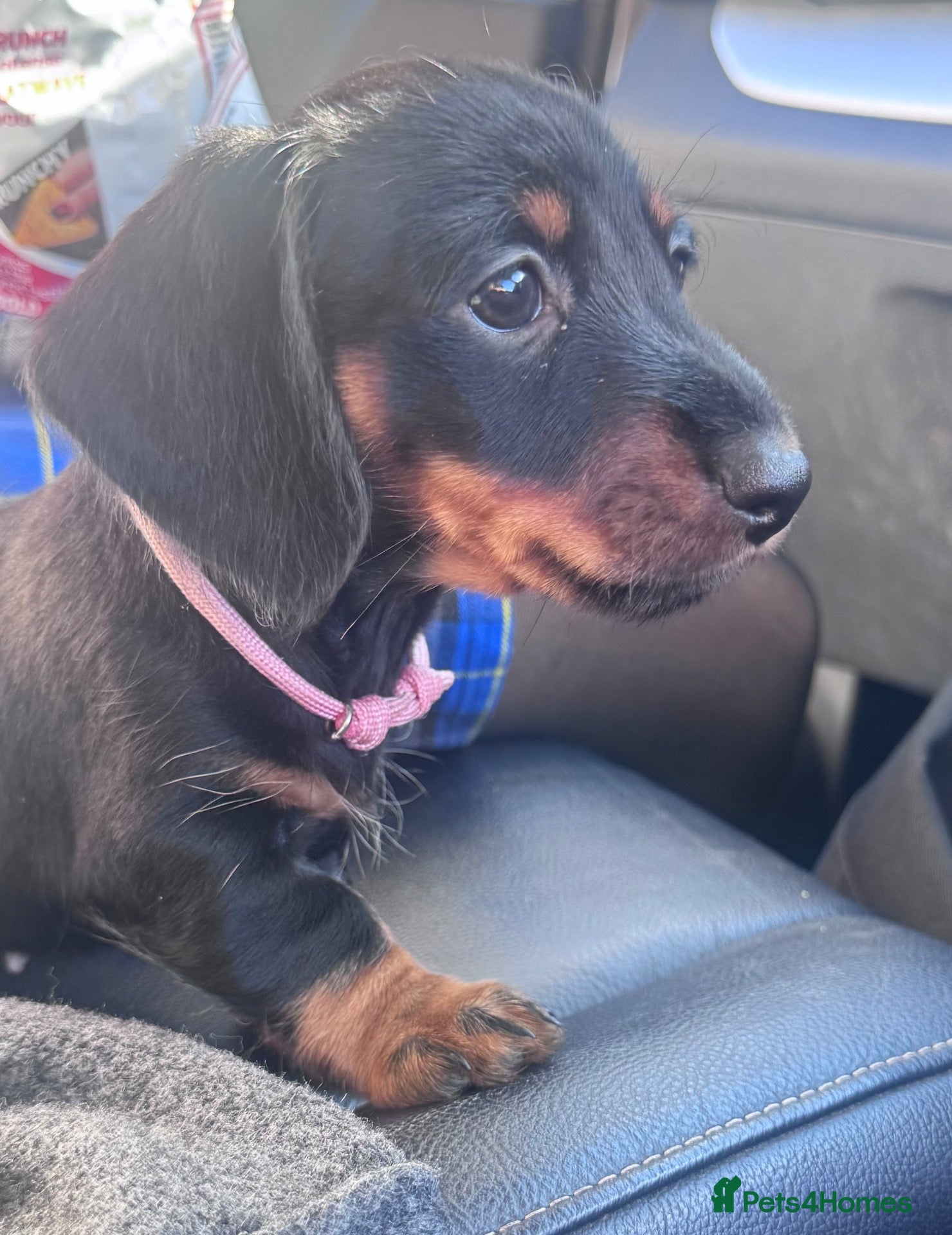 Miniature Dachshund dogs Two gorgeous girls left. Ready now  - Advert 12